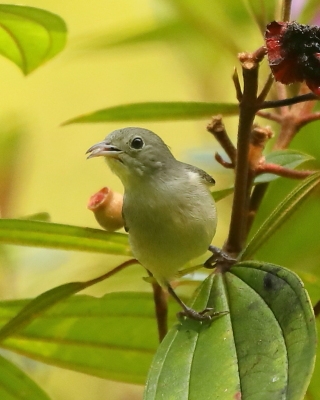 Kwiatówki - Dicaeidae - Flowerpeckers