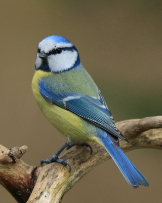 Modraszka - Cyanistes caeruleus - Blue Tit