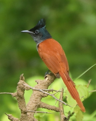 Muchodławka rajska - Terpsiphone paradisi - Indian Paradise-flycatcher