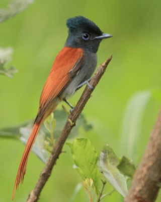 Muchodławka wspaniała - Terpsiphone viridis - African Paradise-flycatcher