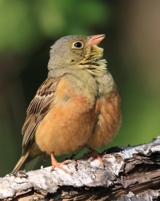 Trznadle - Emberizidae - Old World Buntings
