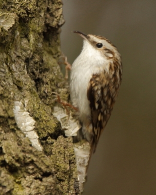 Pełzacze - Certhiidae -Treecreepers
