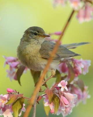 Piecuszek - Phylloscopus trochilus - Willow Warbler