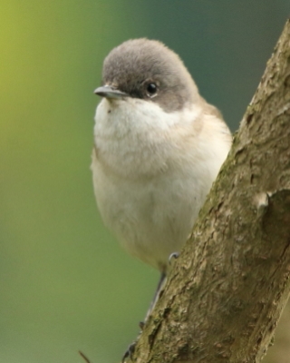 Piegża - Sylvia curruca - Lesser Whitethroat