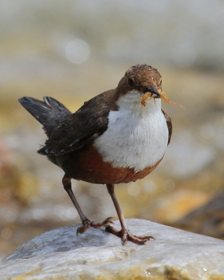 Pluszcze - Cinclidae - Dippers