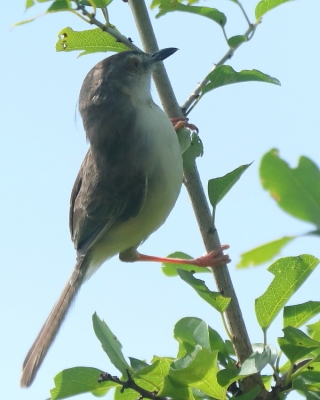 Prinia dżunglowa - Prinia sylvatica - Jungle Prinia