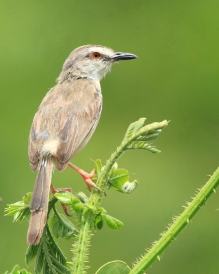 Prinia myszata - Prinia subflava - Tawny-flanked Prinia