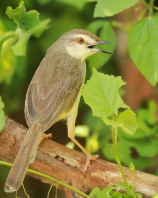Prinia płowa - Prinia inornata - Plain Prinia