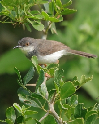 Prinia śniada - Prinia hodgsonii - Grey-breasted Prinia