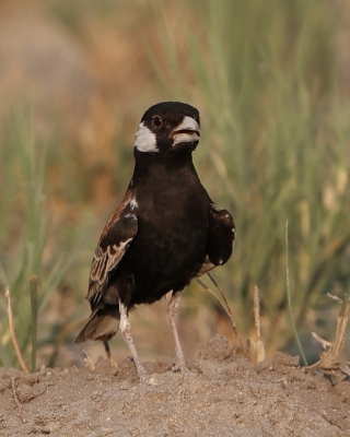 Pustynka białoucha - Eremopterix leucotis - Chestnut-backed Sparrow-Lark