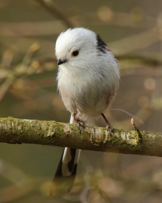 Raniuszek - Aegithalos caudatus - Long-tailed Tit