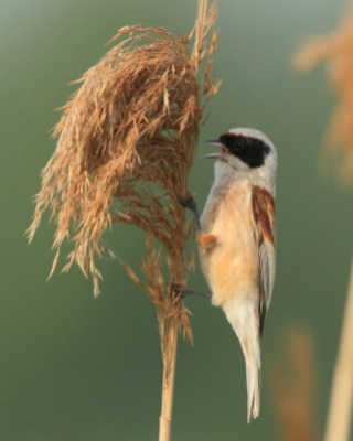 Remiz - Remiz pendulinus - Eurasian Penduline