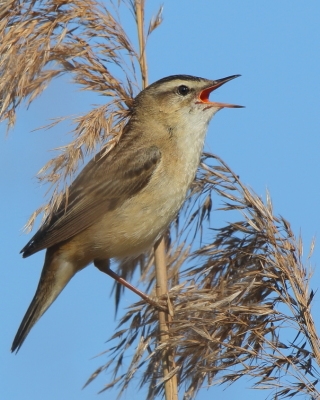 Rokitniczka - Acrocephalus schoenobaenus - Sedge Warbler