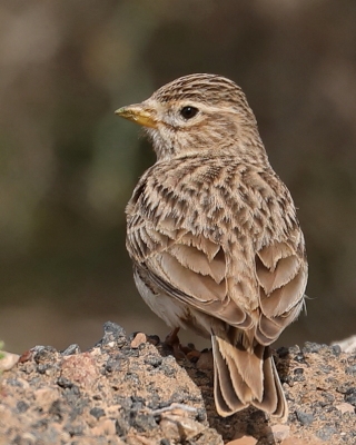 Skowrończyk mały - Alaudala rufescens - Lesser Short-toed Lark