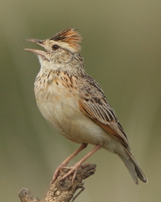 Skowroniec sawannowy - Mirafra africana - Rufous-naped Lark