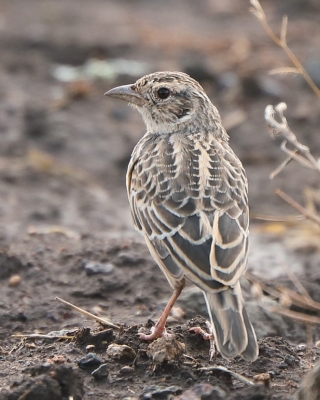 Skowroniec zaroślowy - Mirafra cantillans - Singing Bush Lark