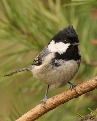 Sosnówka - Periparus ater - Coal Tit
