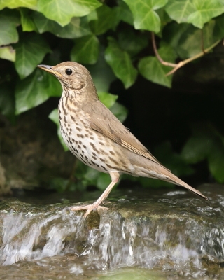 Drozdowate - Turdidae - Thrushes