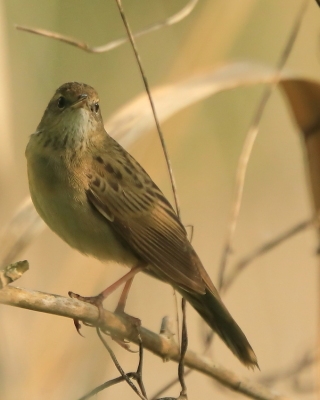 Świerszczak - Locustella naevia - Common Grasshopper-Warbler