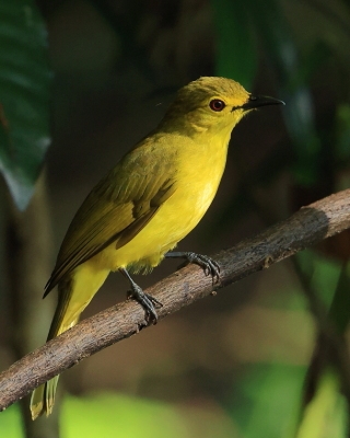 Szczeciak złotolicy - Acritillas indica - Yellow-browed Bulbul