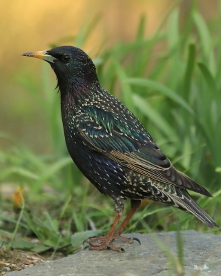 Szpakowate - Sturnidae - Starlings