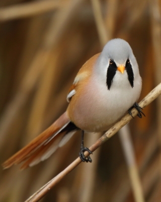 Wąsatki - Panuridae - Bearded Reedling