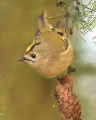 Wróblowe - Passeriformes