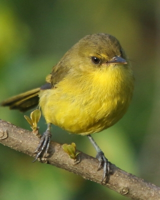 Zaganiacz górski - Iduna similis - Mountain Yellow Warbler