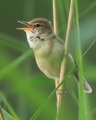 Zaroślówka - Acrocephalus dumetorum - Blyth's Reed-Warbler