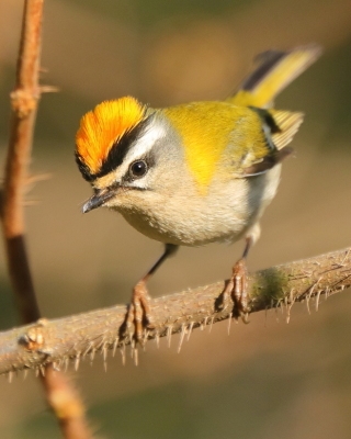 Mysikróliki - Regulidae - Goldcrests or Kinglets