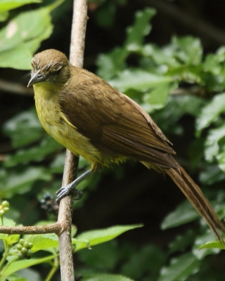 Żółtobrzuch okularowy - Chlorocichla flaviventris - Yellow-bellied Greenbul