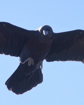Kruk pustynny - Corvus ruficollis - Brown-necked Raven