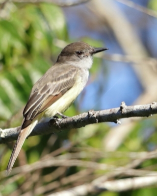 Tyran zadziorny - Tyrannus caudifasciatus - Loggerhead Kingbird