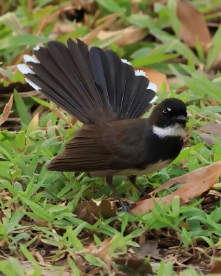 Wachlarzówkowate - Rhipiduridae - Fantails
