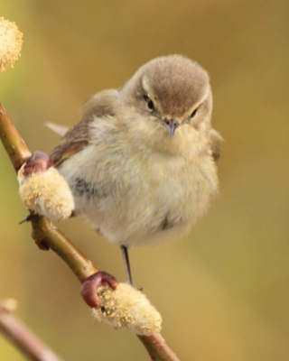 Pierwiosnek - Phylloscopus collybita - Common Chiffchaff