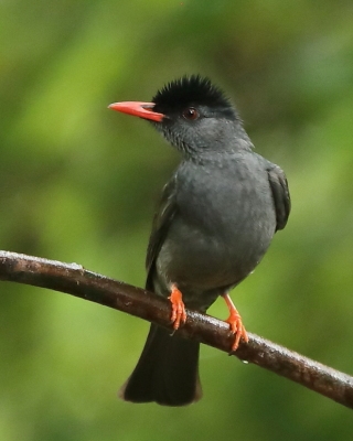 Szczeciak równosterny - Hypsipetes ganeesa - Square-tailed Bulbul