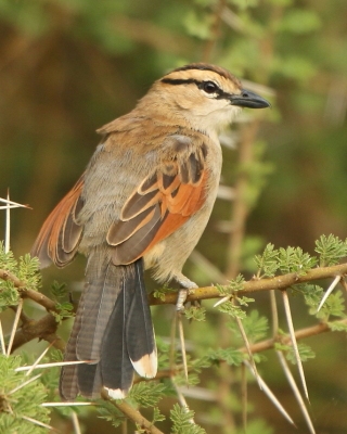 Dzierzbiki - Malaconotidae - Bush-Shrikes, Puffbacks and Tchagras