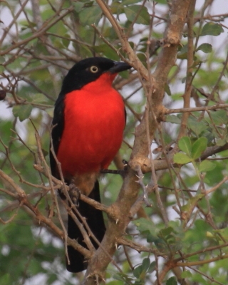 Dzierzyk czarnogłowy - Laniarius erythrogaster - Black-headed gonolek