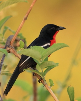 Dzierzyk purpurowy - Laniarius atrococcineus - Crimson-breasted Gonolek