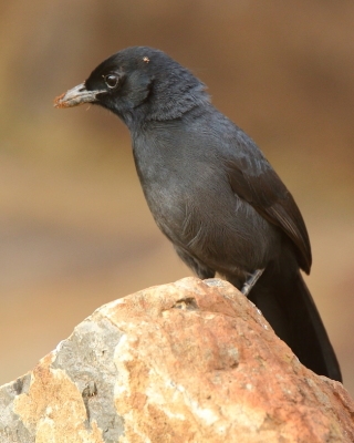 Dzierzyk stalowy - Laniarius funebris - Slate-coloured Boubou