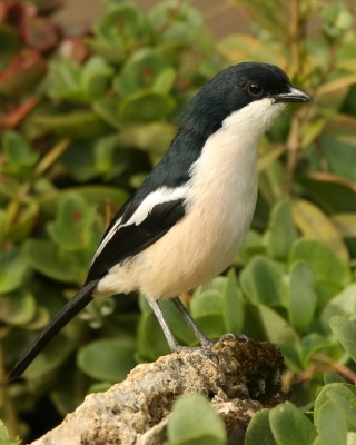 Dzierzyk zaroślowy - Laniarius aethiopicus - Tropical Boubou
