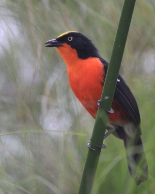 Dzierzyk papirusowy - Laniarius mufumbiri - Papyrus Gonolek