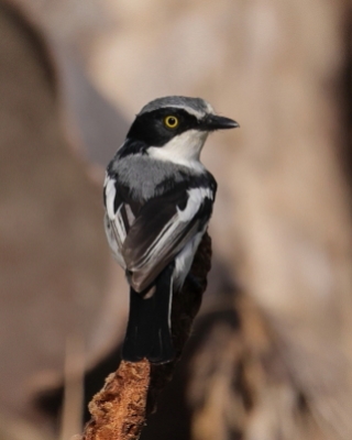 Krępnik czarnopierśny - Batis molitor - Chinspot Batis