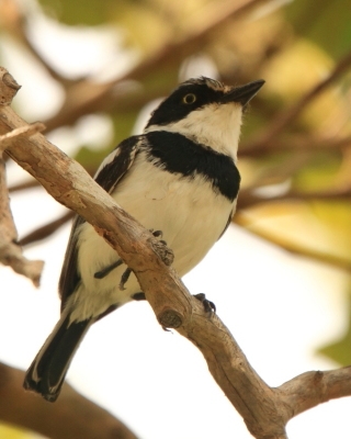 Krępnik krótkosterny - Batis mixta - Forest Batis