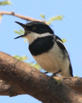 Krępnik szaroboczny - Batis pririt - Pririt Batis