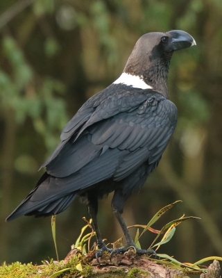 Kruk wielkodzioby - Corvus albicollis - White-necked Raven