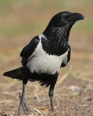 Kruk srokaty - Corvus albus - Pied Crow