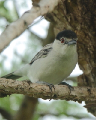 Turniurzyk srokaty - Dryoscopus cubla - Black-backed Puffback