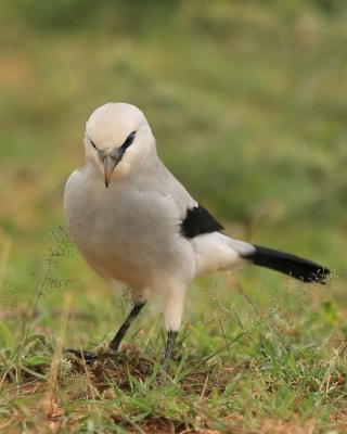 Abisyniak - Zavattariornis stresemanni - Stresemann's Bush-Crow