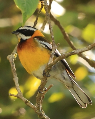 Hispaniolczyki - Phaenicophilidae - Warbler Tanagers
